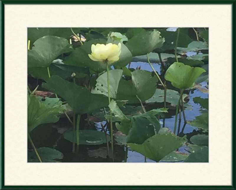 Lotus Flower Framed Print