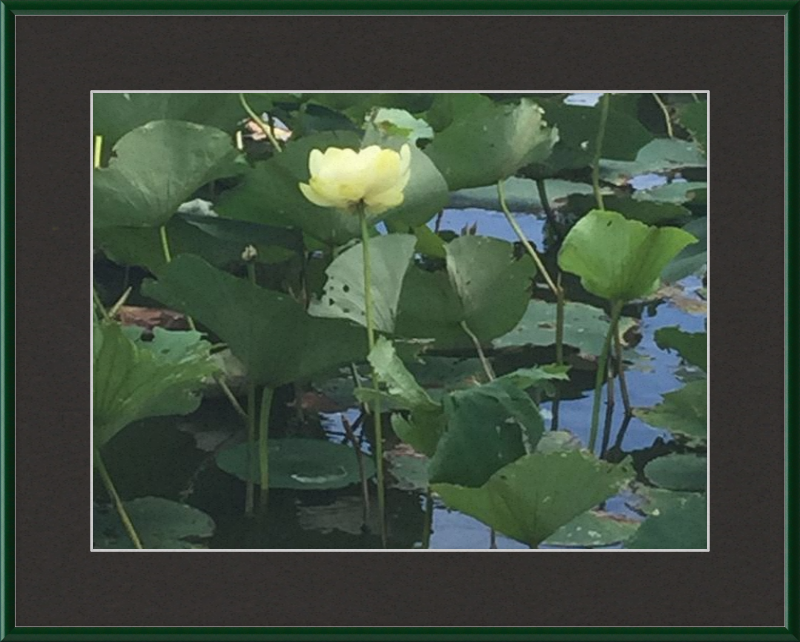 Lotus Flower Framed Print