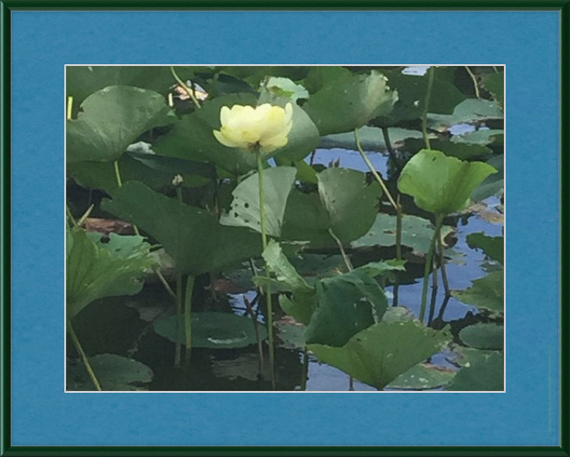 Lotus Flower Framed Print