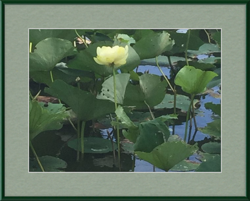 Lotus Flower Framed Print