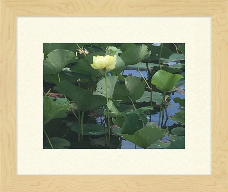 Lotus Flower Framed Print