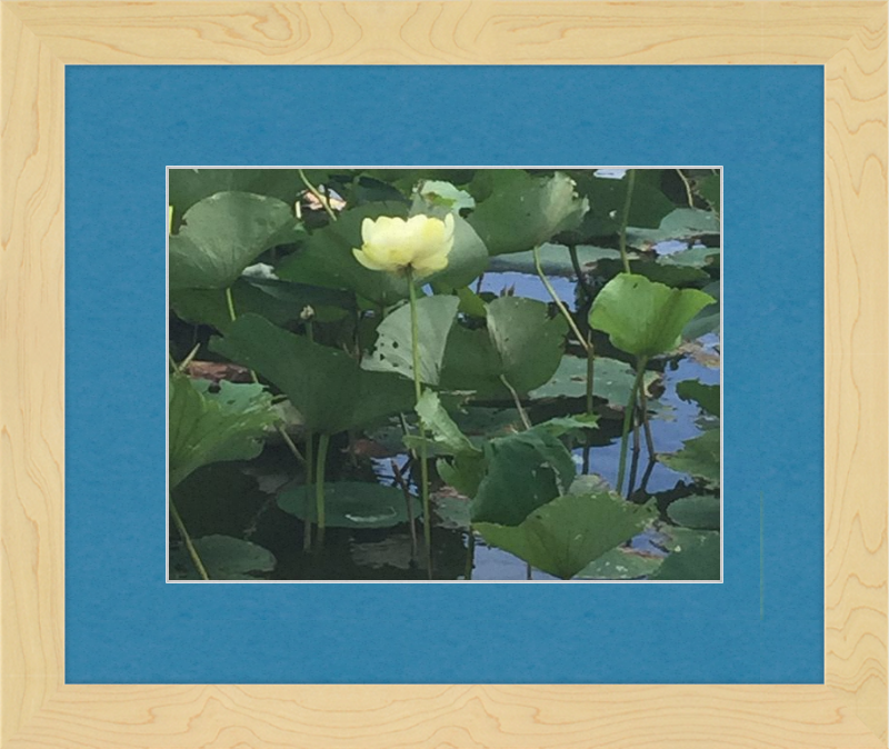 Lotus Flower Framed Print