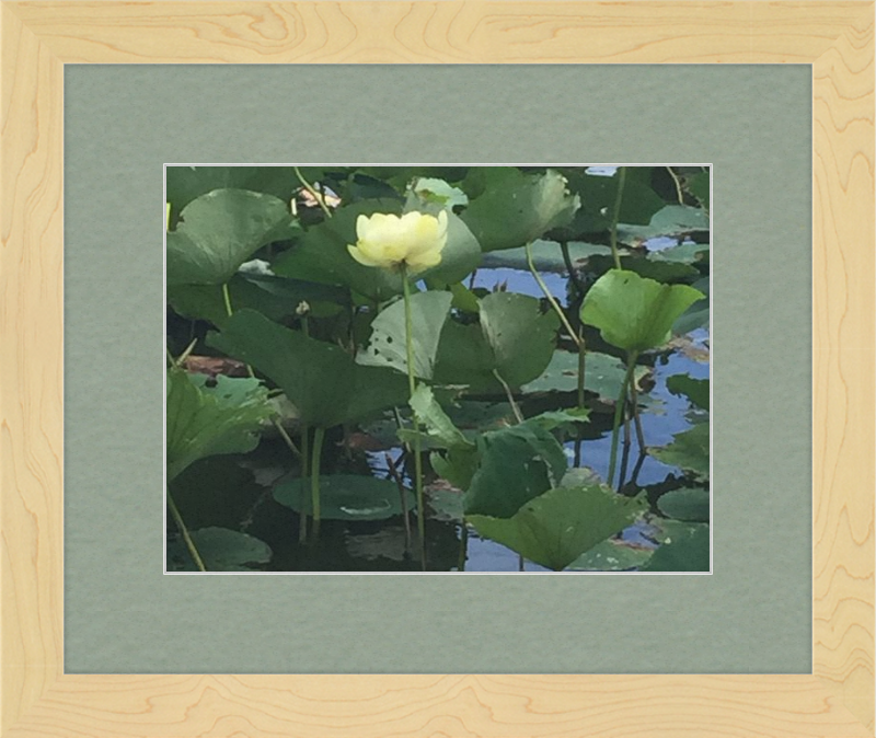 Lotus Flower Framed Print