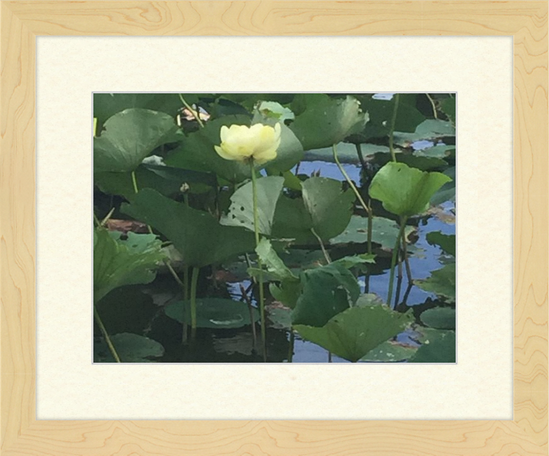 Lotus Flower Framed Print