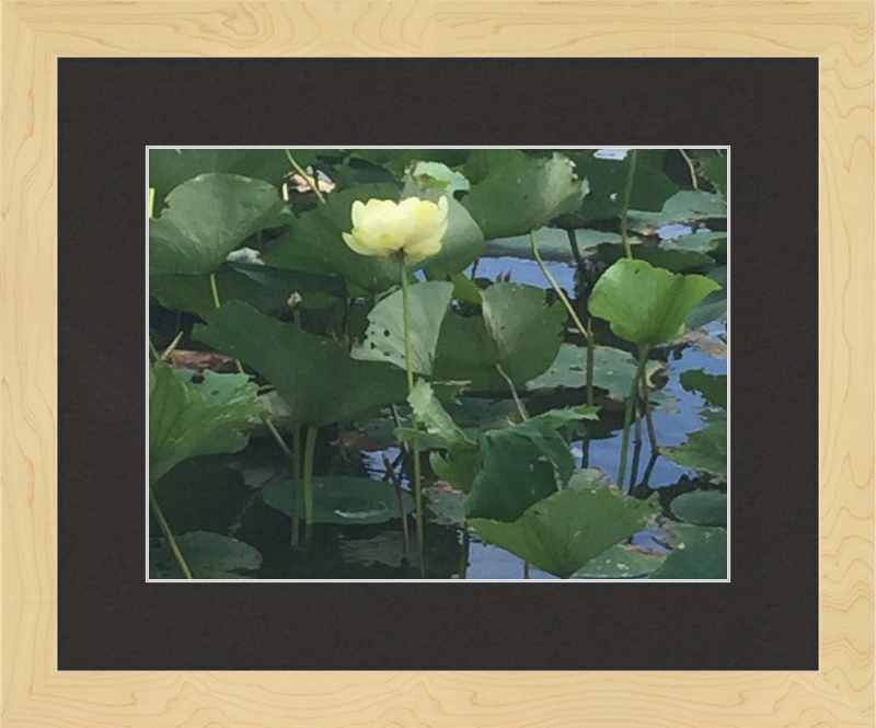 Lotus Flower Framed Print