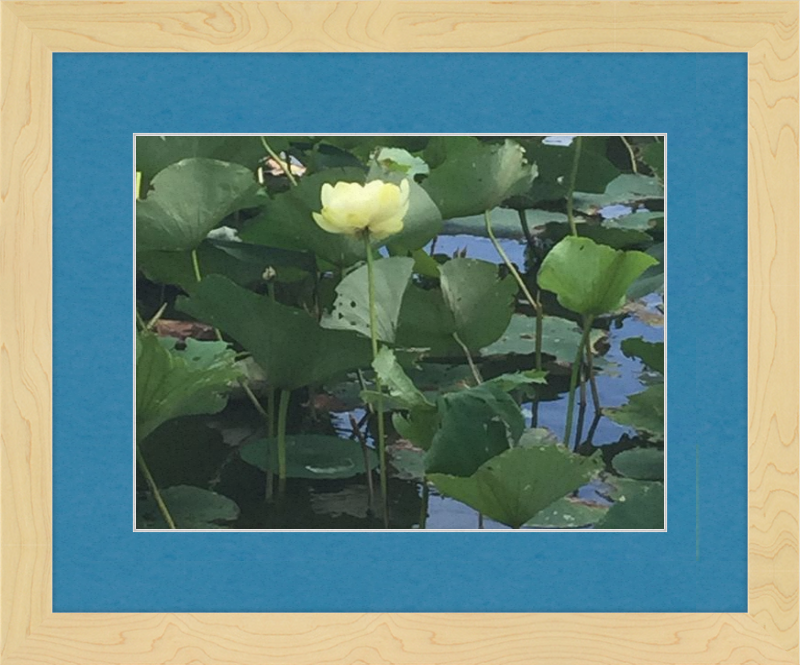 Lotus Flower Framed Print