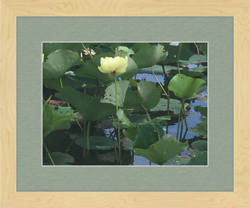 Lotus Flower Framed Print