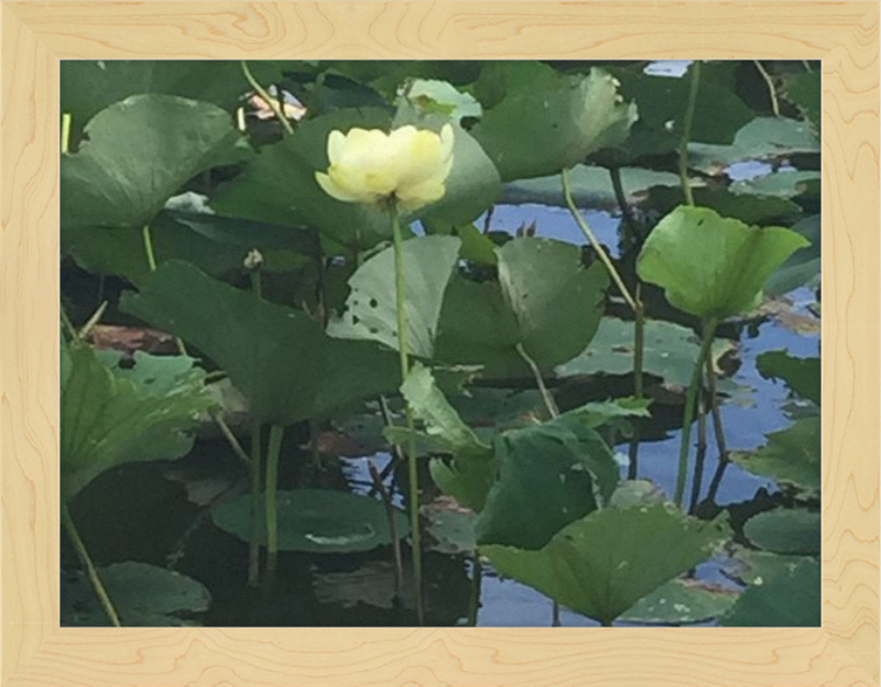 Lotus Flower Framed Print