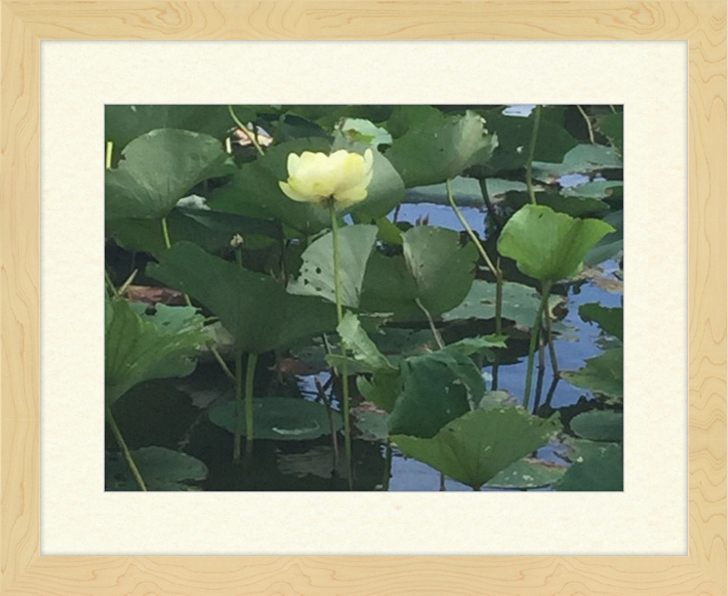 Lotus Flower Framed Print