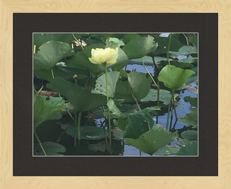 Lotus Flower Framed Print