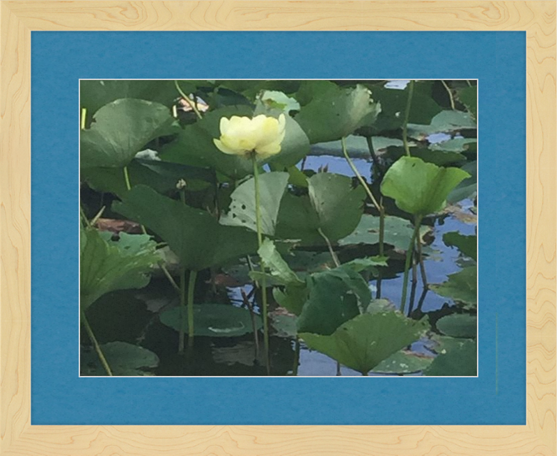 Lotus Flower Framed Print