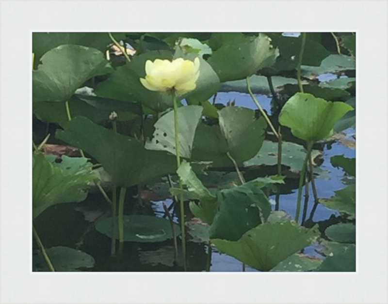 Lotus Flower Framed Print