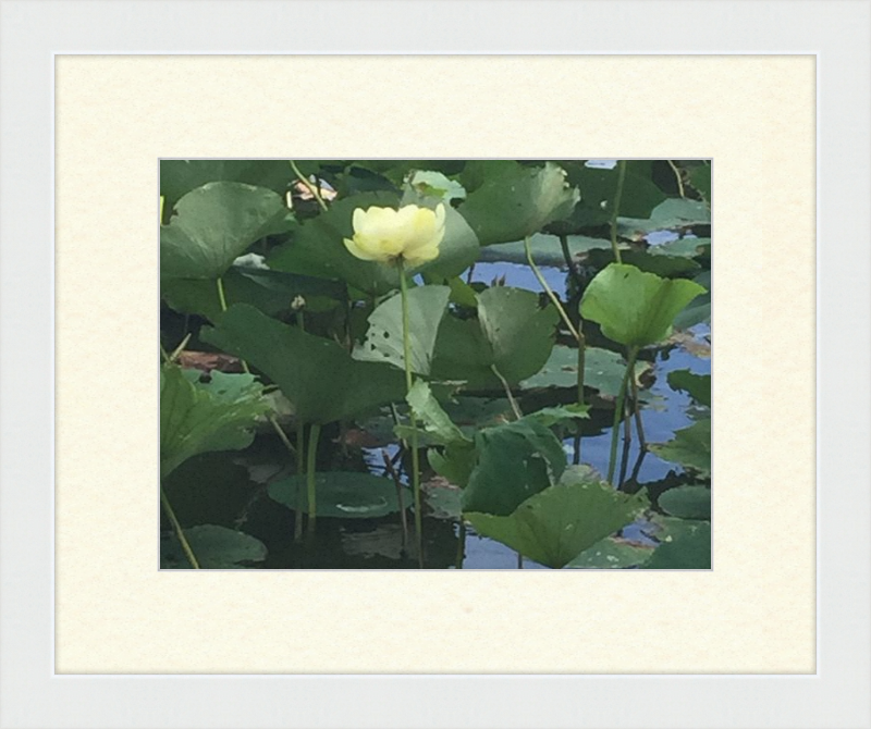 Lotus Flower Framed Print