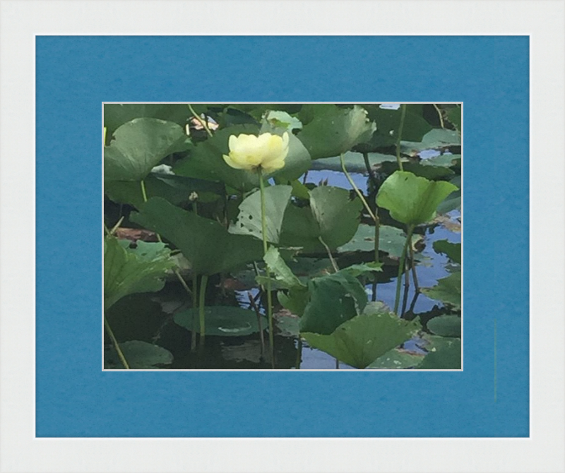 Lotus Flower Framed Print