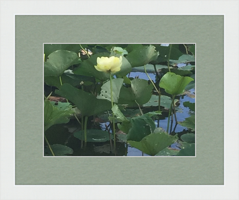 Lotus Flower Framed Print