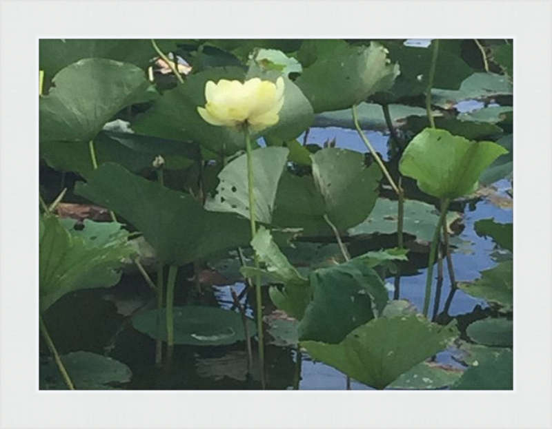 Lotus Flower Framed Print