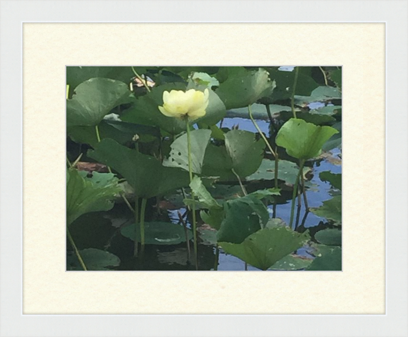 Lotus Flower Framed Print