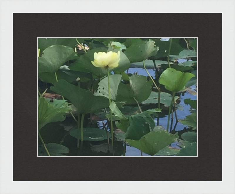 Lotus Flower Framed Print