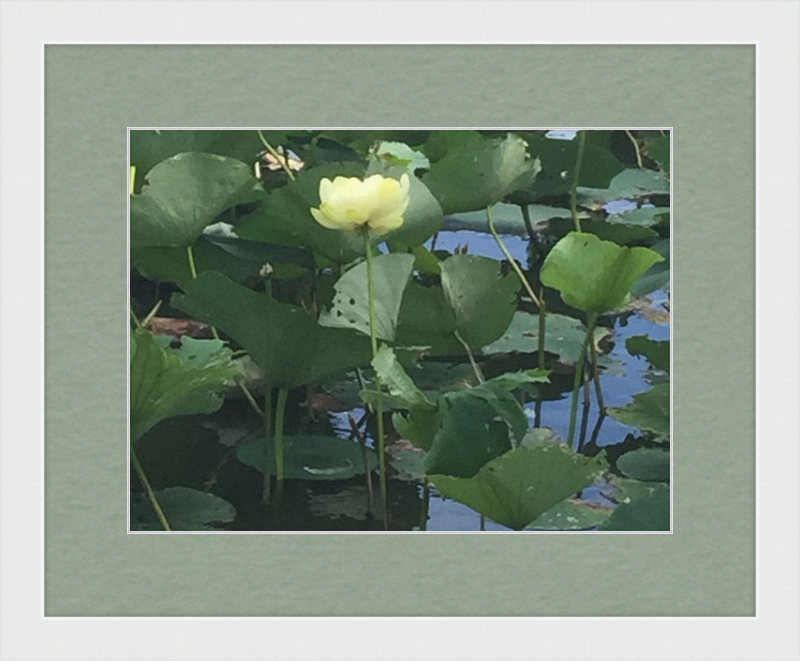 Lotus Flower Framed Print