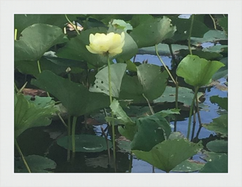 Lotus Flower Framed Print