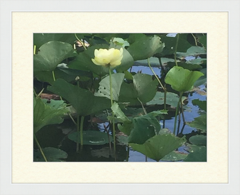 Lotus Flower Framed Print