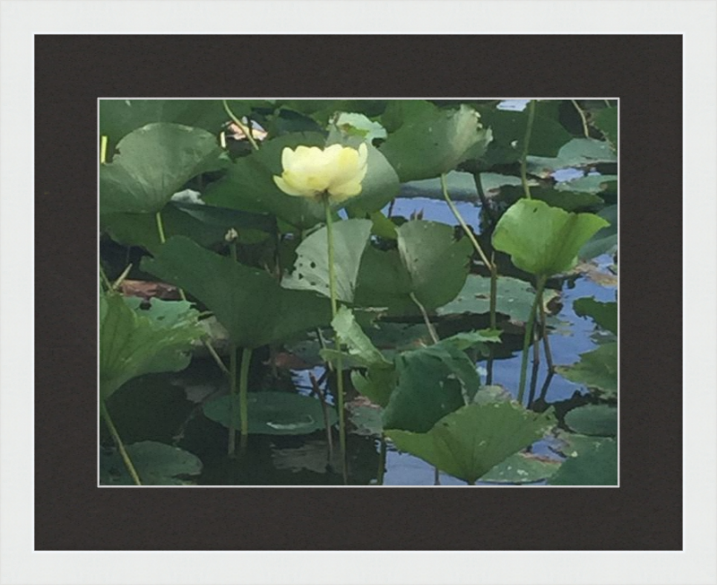 Lotus Flower Framed Print