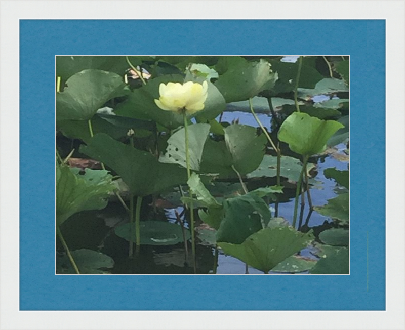 Lotus Flower Framed Print