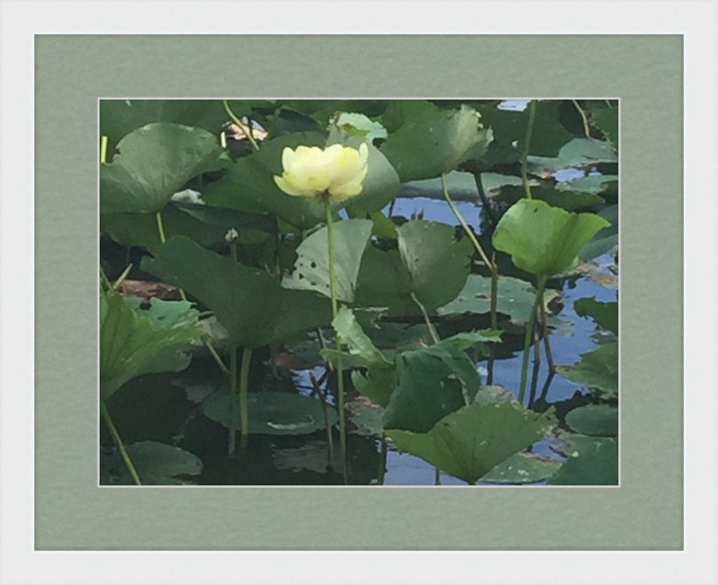 Lotus Flower Framed Print