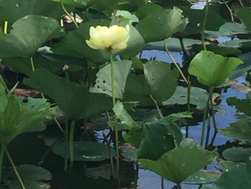 Lotus Flower Framed Print