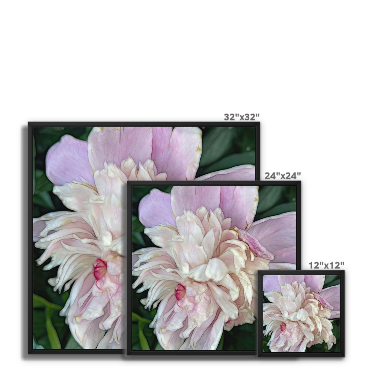 June Peony Framed Canvas