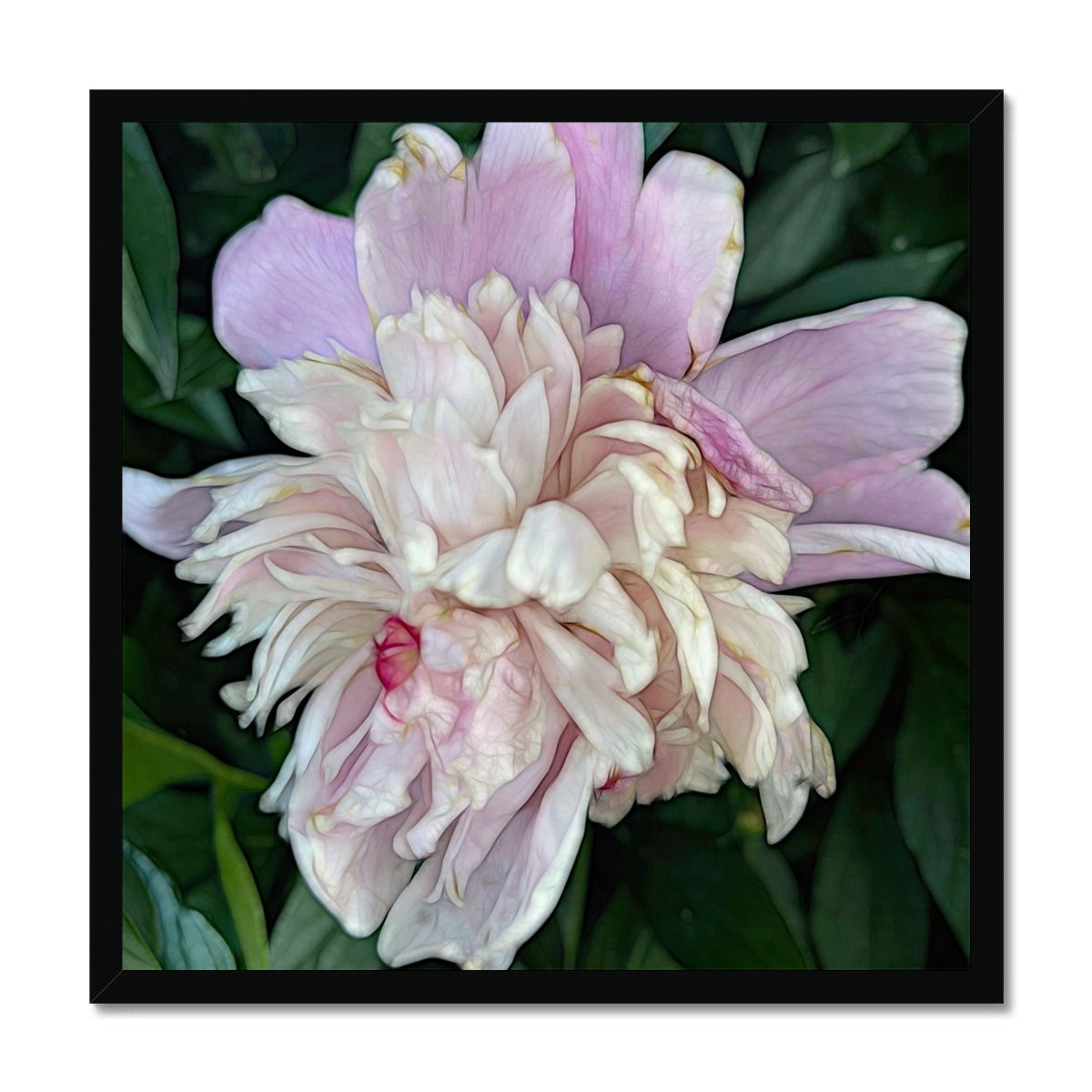 June Peony Framed Print