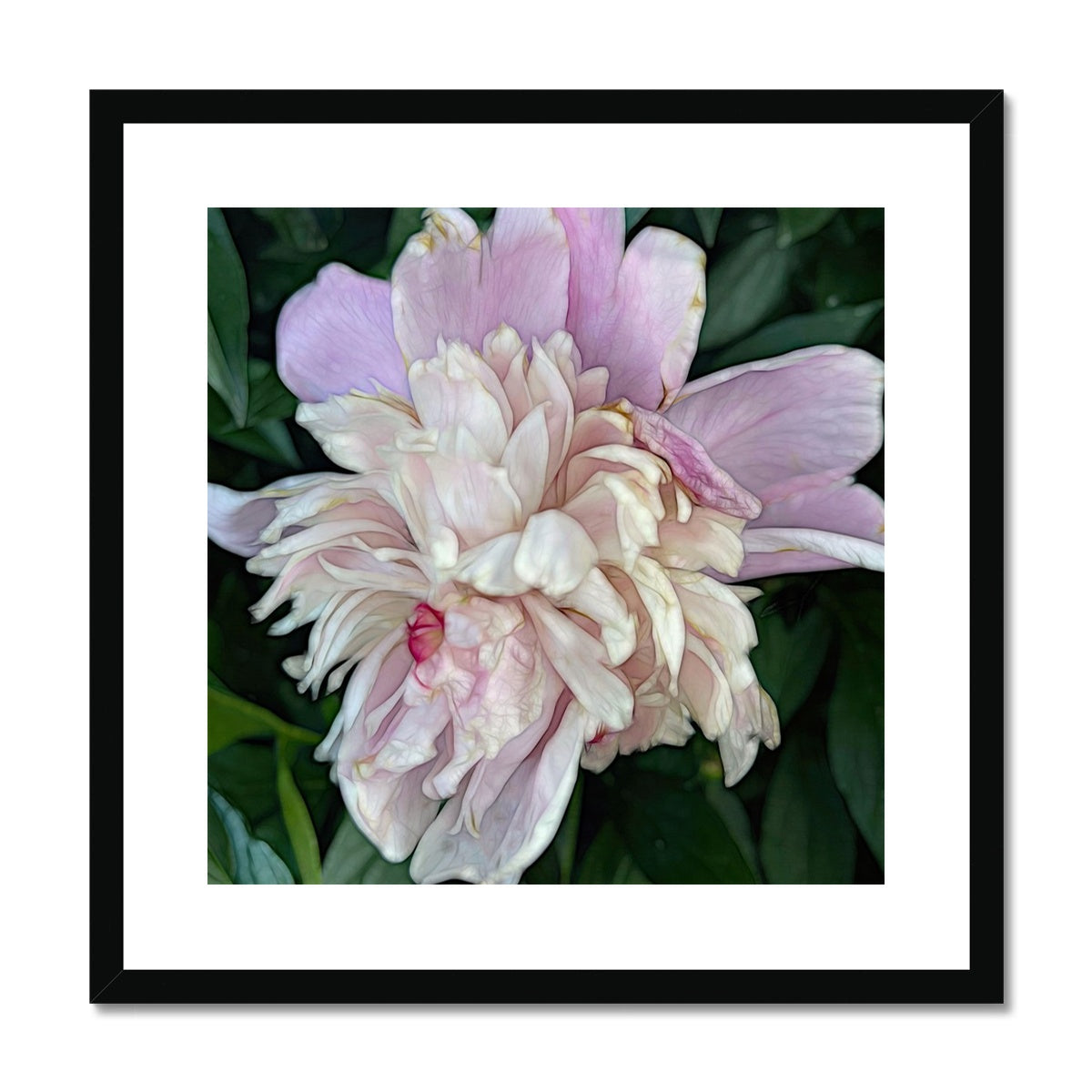 June Peony Framed & Mounted Print