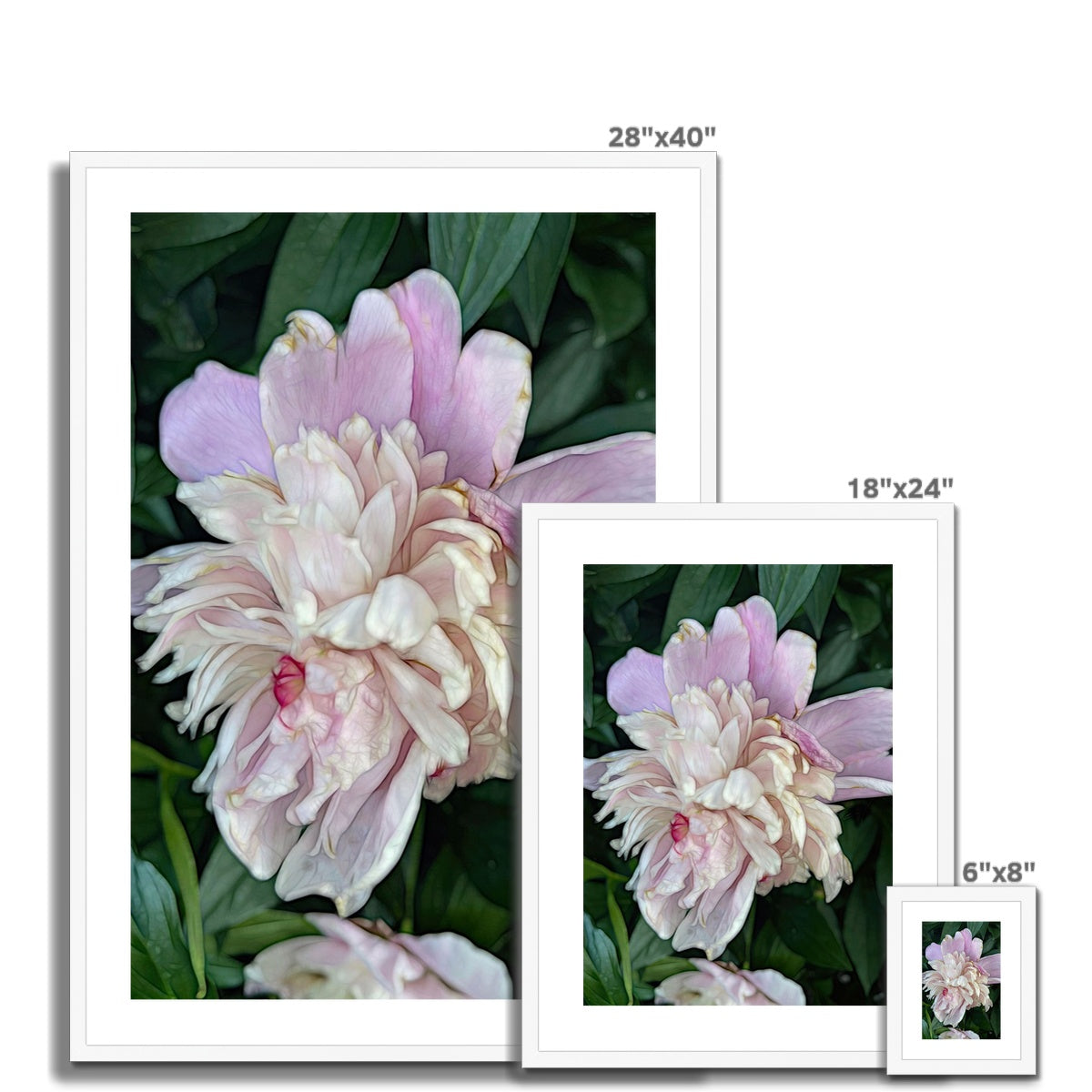 June Peony Framed & Mounted Print