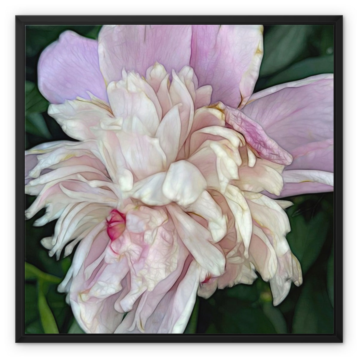 June Peony Framed Canvas