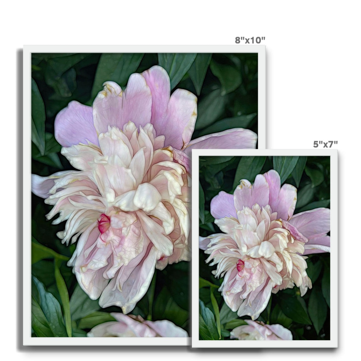 June Peony Framed Photo Tile