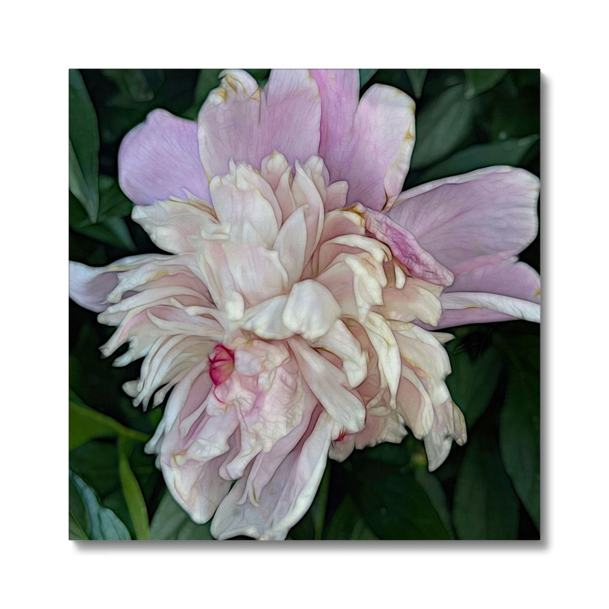 June Peony Canvas