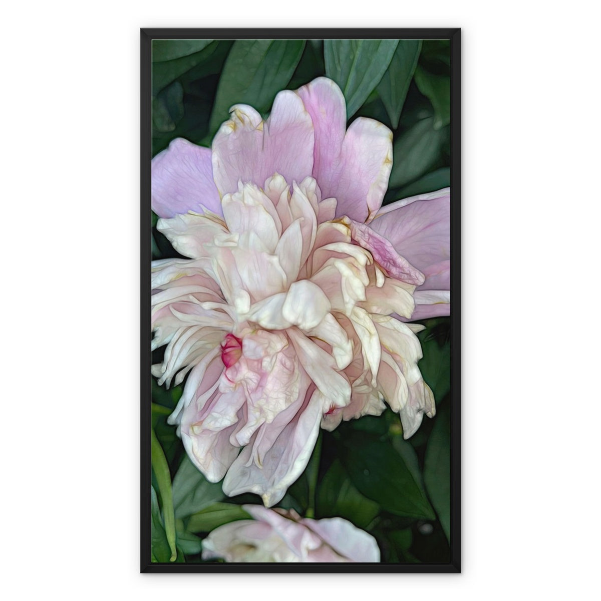 June Peony Framed Canvas