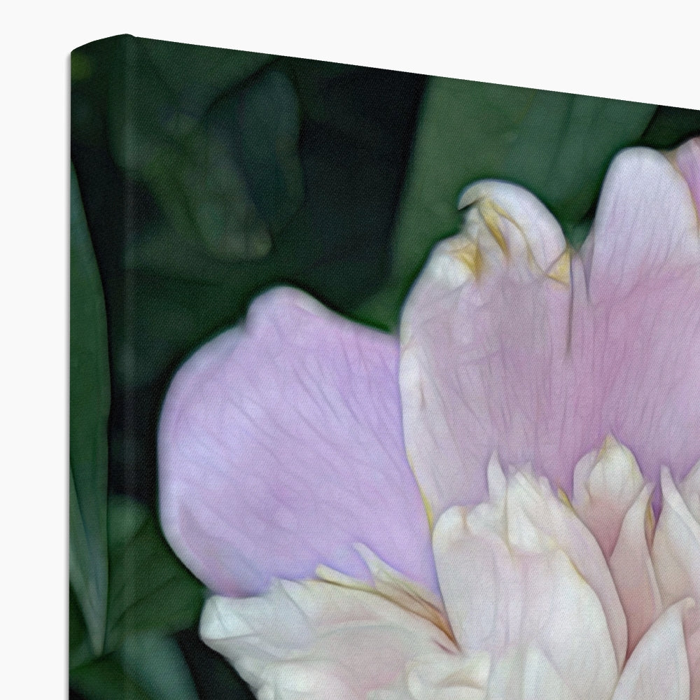 June Peony Canvas