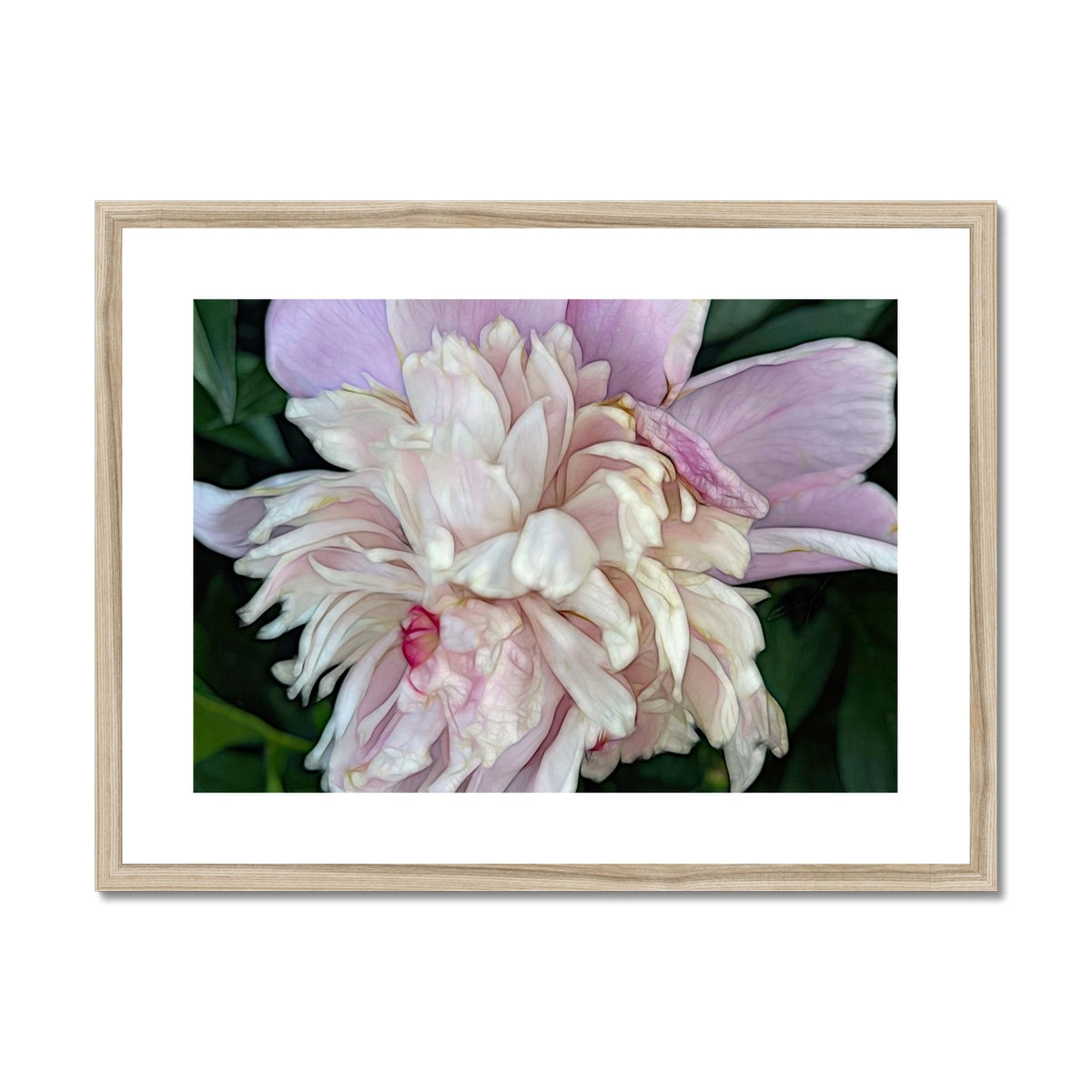 June Peony Framed & Mounted Print