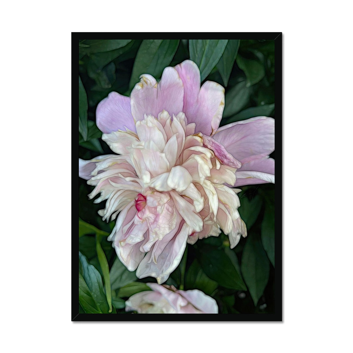 June Peony Framed Print