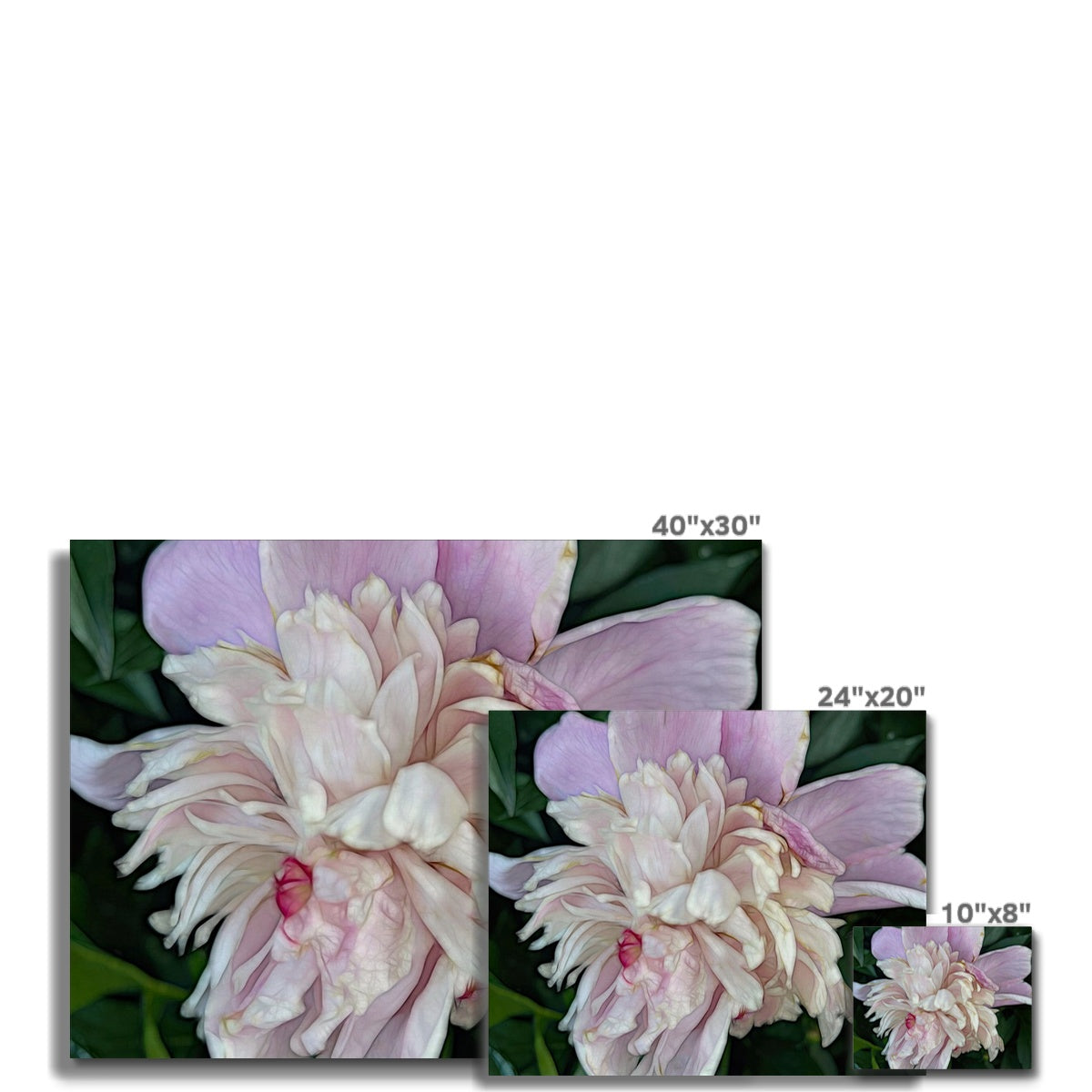 June Peony Canvas