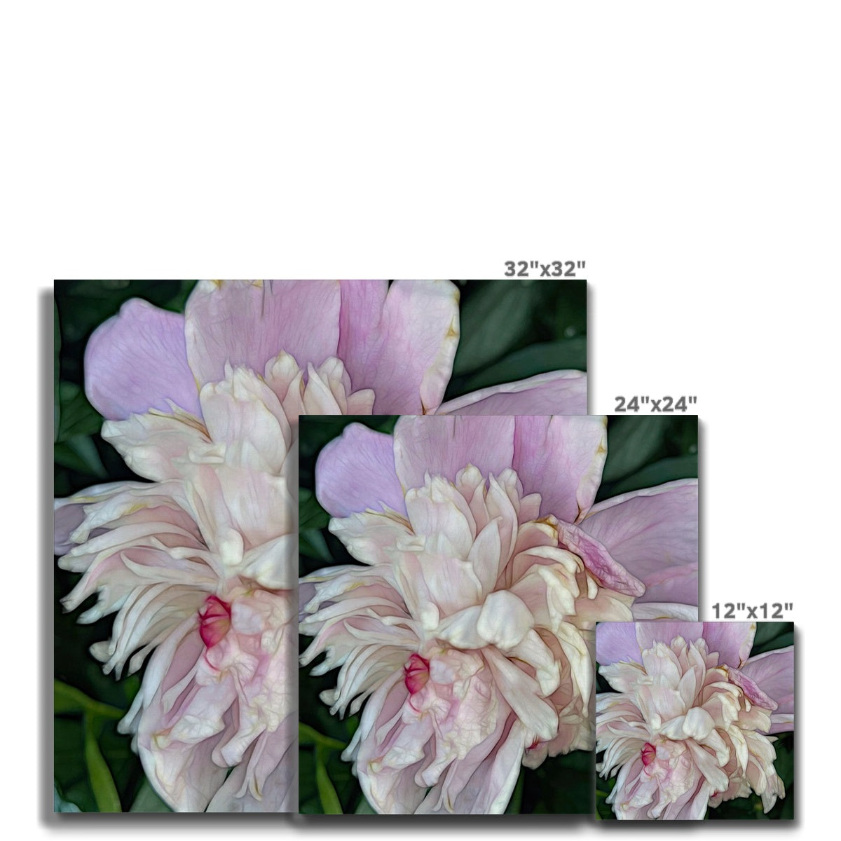 June Peony Canvas