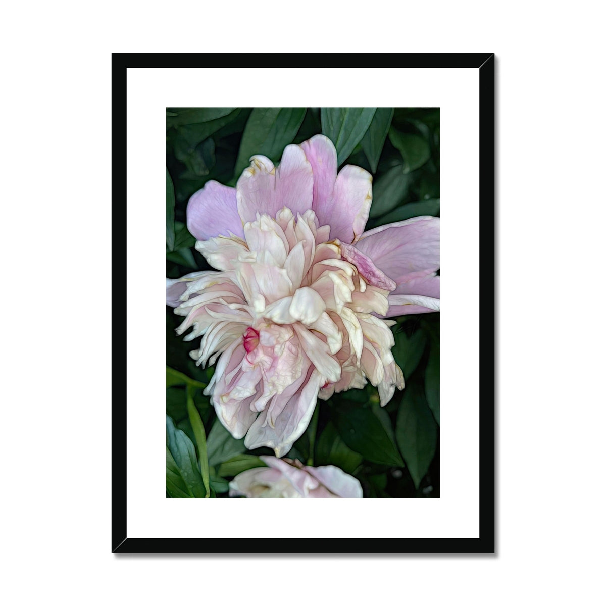 June Peony Framed & Mounted Print