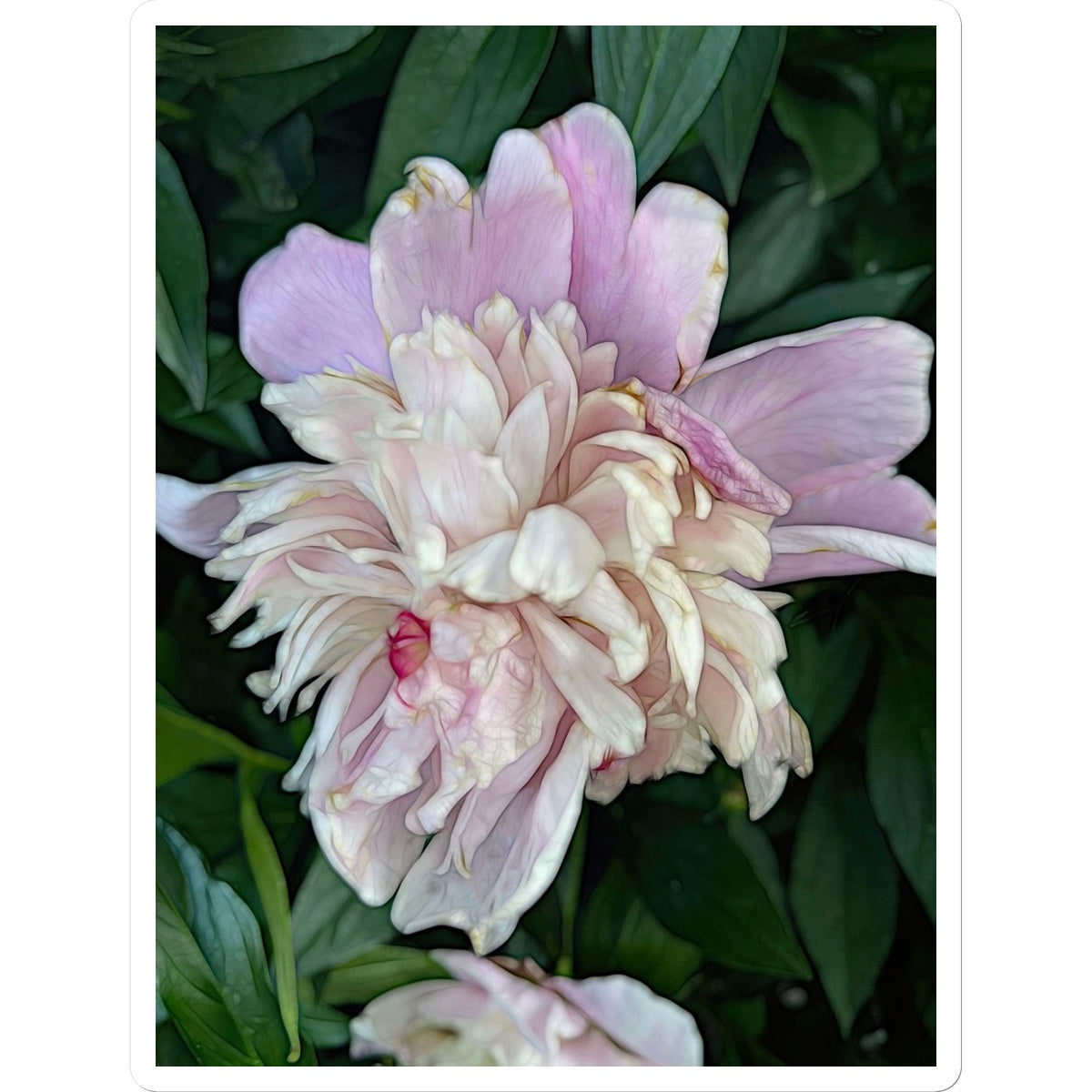 June Peony Sticker