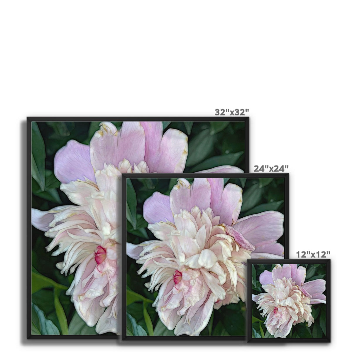 June Peony Framed Canvas