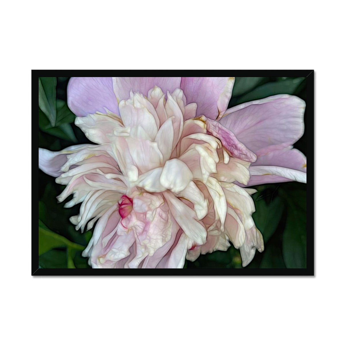 June Peony Framed Print