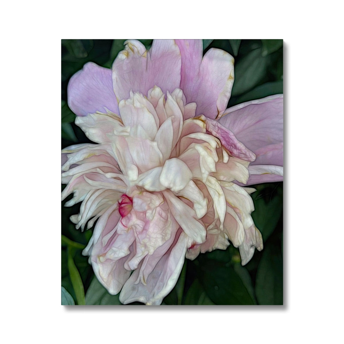 June Peony Canvas