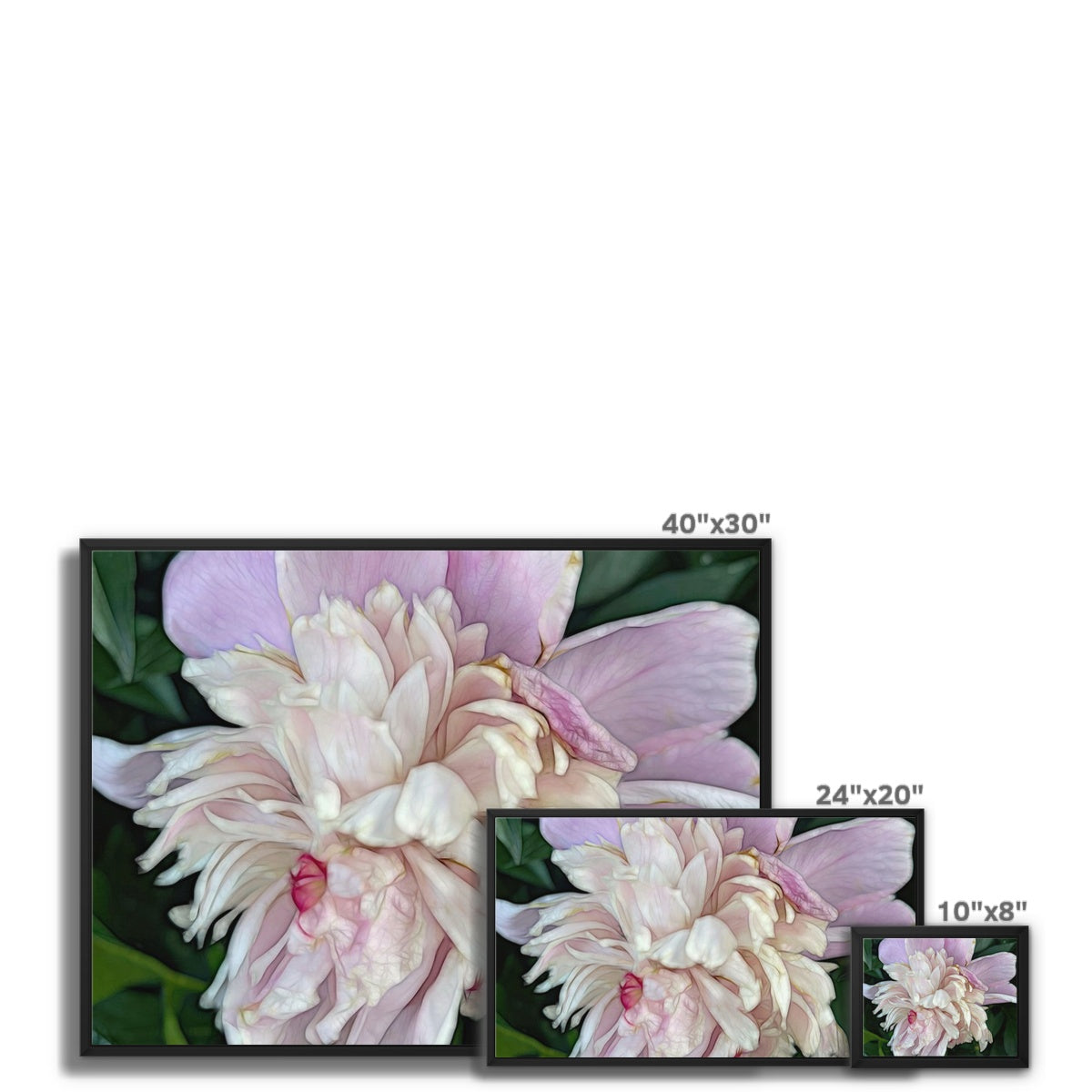 June Peony Framed Canvas