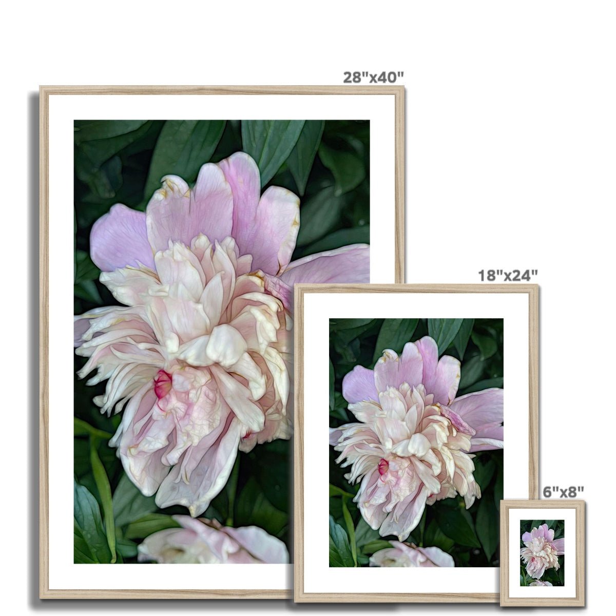 June Peony Framed & Mounted Print