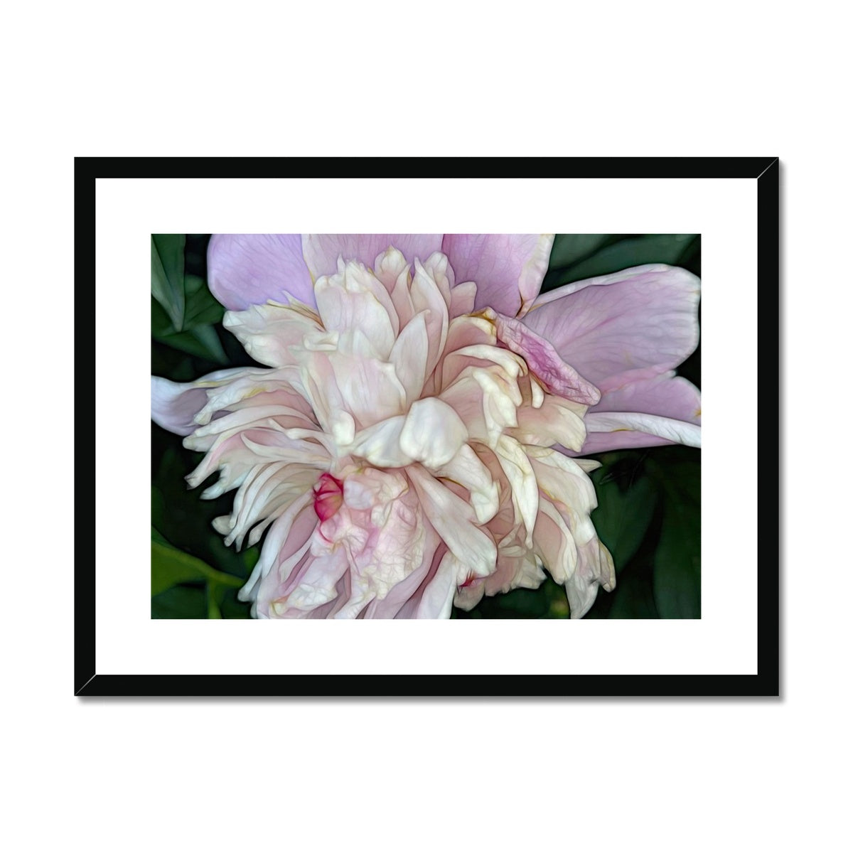 June Peony Framed & Mounted Print